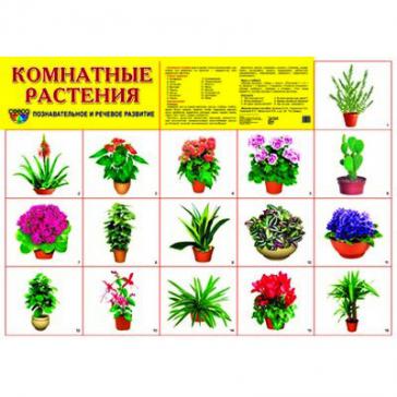 Демонстрационный плакат Комнатные растения, А-2