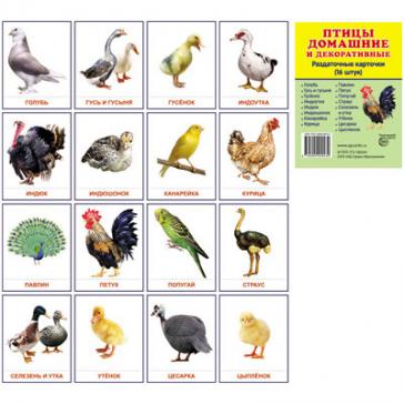 Птицы домашние и декоративные.16 раздаточных карточек с текстом