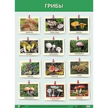 Плакат Грибы  0809-7