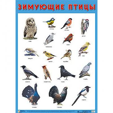 Плакат Зимующие птицы 0883-7