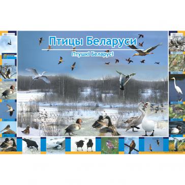 Птицы Беларуси. Плакат