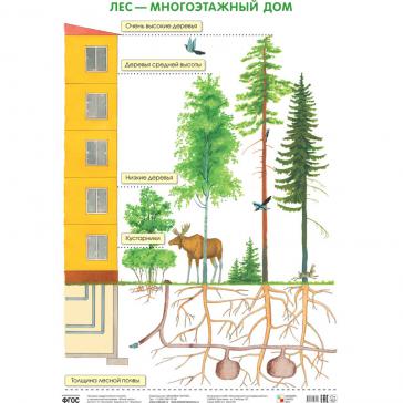 Лес — многоэтажный дом МС10641