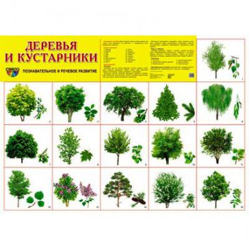 Демонстрационный плакат Деревья и кустарники, А-2