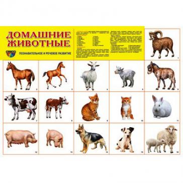 Демонстрационный плакат Домашние животные, А-2