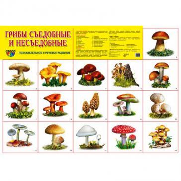 Демонстрационный плакат Грибы съедобные и несъедобные, А-2