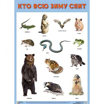 Плакат  Кто всю зиму спит