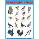 Плакат Зимующие птицы 0883-7