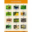 Плакат Насекомые 0815-8
