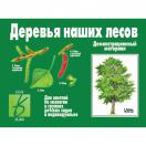 Деревья наших лесов