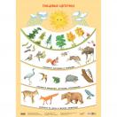 Пищевые цепочки МС10639