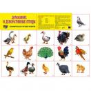 Демонстрационный плакат Домашние и декоративные птицы, А-2