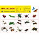 Демонстрационный плакат Насекомые, А-2