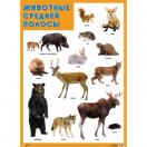 Плакат Животные средней полосы