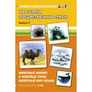 Животные жарких и северных стран, животный мир океана